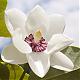 Awatar uytkownika magnolia